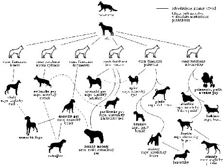 Rodokmeň psa s vyznačenými spoločnými predkami