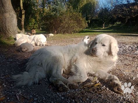 Fotografia dospelého Slovenského čuvača v exteriéri