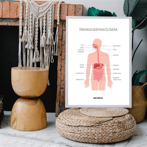 Diagram znázorňujúci tráviacu sústavu bábätka