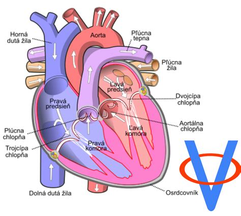 Ilustrácia srdca s tepnami ukazujúca prietok krvi