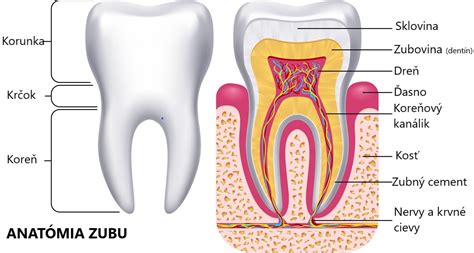 Anatomické znázornenie uzdičiek v ústach