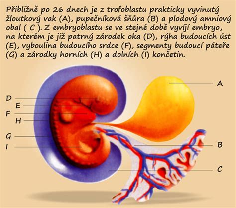 Ilustrácia zobrazujúca vývoj embrya v prvých týždňoch
