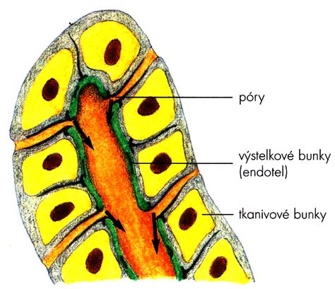 Schematický prierez ľudským zubom s označenými časťami