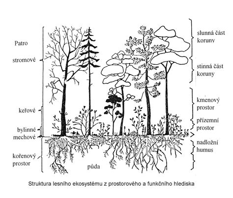 Štruktúra rastliny Maca