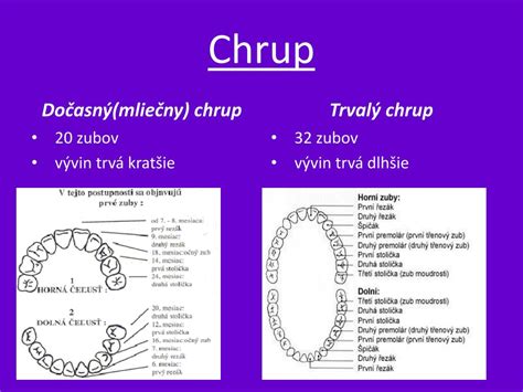 Diagram porovnávajúci mliečny a trvalý zub.