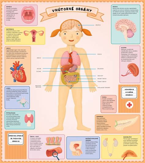 Zloženie ľudského tela s vyznačenými kosťami a svalmi