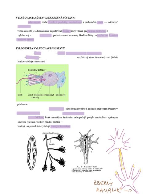 Diagram ľudskej vylučovacej sústavy s vyznačenými obličkami a močovodmi