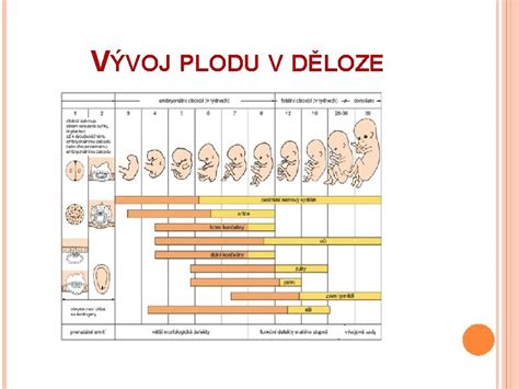 Infografika zobrazujúca vývoj plodu v jednotlivých trimestroch