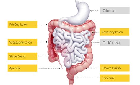 Ilustrácia črevného traktu