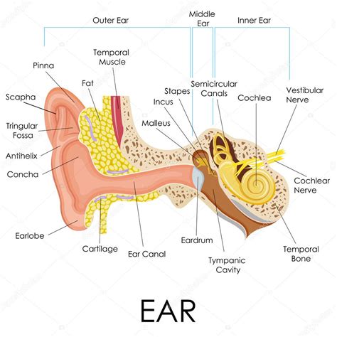 Anatomia ľudského ucha