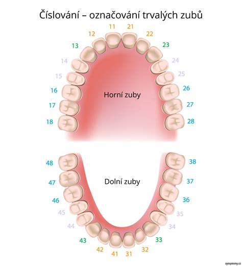 diagram trvalého chrupu so vyznačenými šestkami