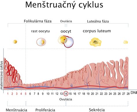 Diagram znázorňujúci menštruačný cyklus a ovuláciu