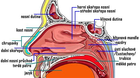 Schematické znázornenie účinku dekongestantu na nosovú sliznicu