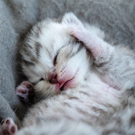 Novonarodené mačiatka pijú mlieko