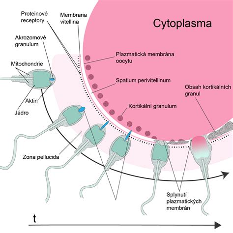 štruktúra vajíčka a spermie
