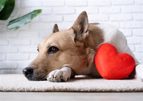 Infografika: Príznaky ochorení srdca u psov