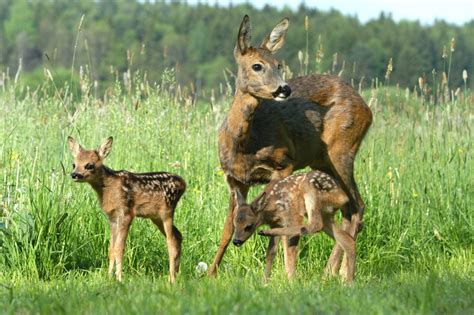 Matka srna so srnčaťom