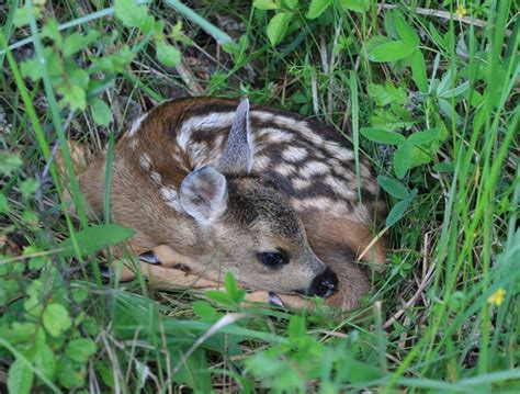 Mladé srnča v tráve