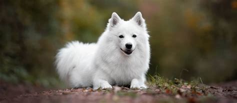 Nemecký špic v interiéri