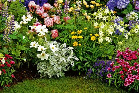 Ilustrácia rôznych druhov kvetov v záhrade.