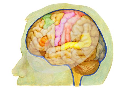 Mozgové centrá pre fyzickú bolesť