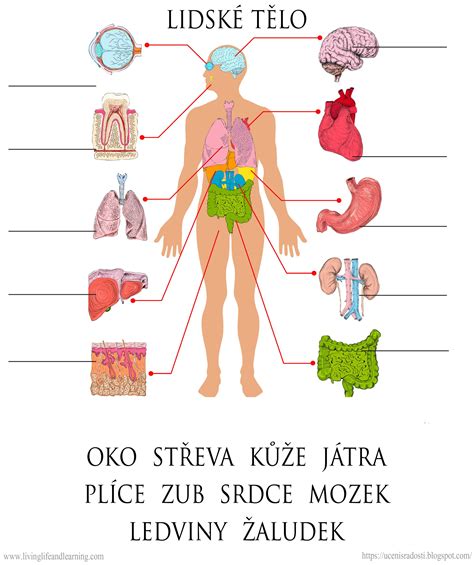 Schéma tela s vyznačením viscerálneho a podkožného tuku