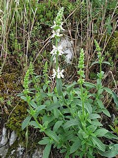 Rastlina čistec rovný (Stachys recta)