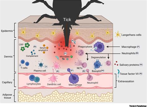 Ilustrácia TICKS zásad