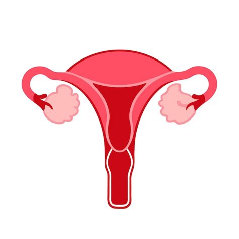 Diagram ženského reprodukčného systému s vyznačenými vajíčkovodmi