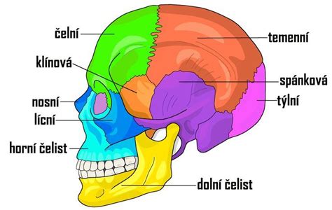 Ilustrácia ľudskej lebky s označenou oblasťou temennej časti