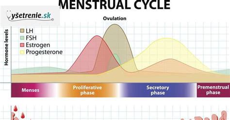 Infografika o menštruačnom cykle