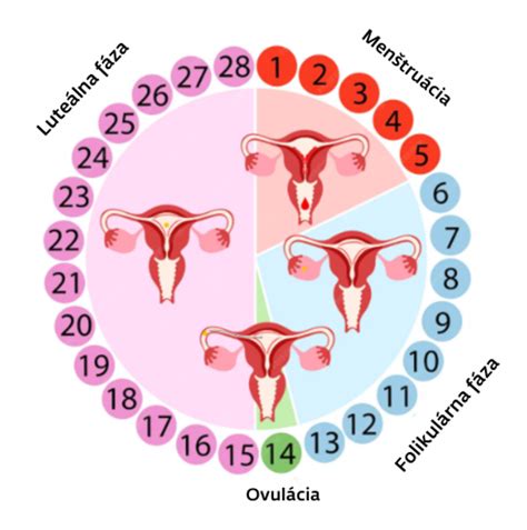 Infografika: Metódy sledovania ovulácie