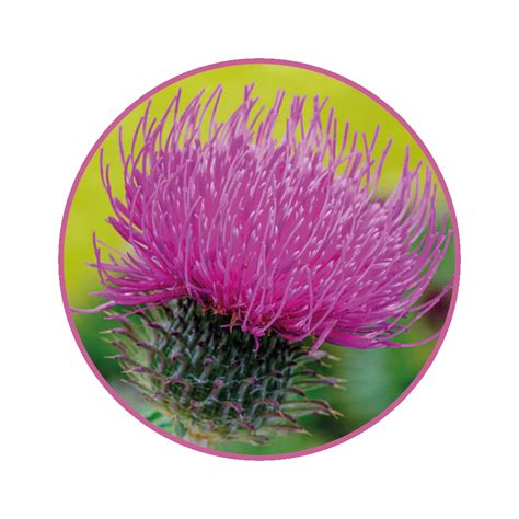 Ilustrácia rastliny Pestrec mariánsky