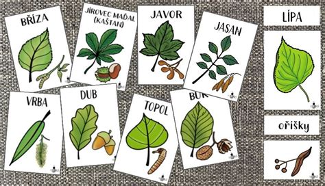 Ilustrácia rodinného stromu s vyznačenými rôznymi formami starostlivosti