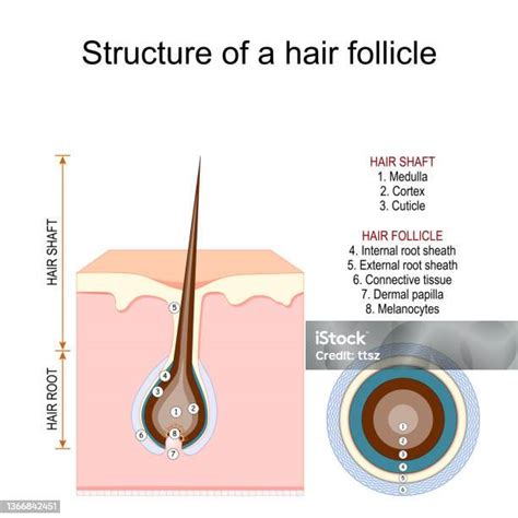 Diagram znázorňujúci rast vlasového folikulu