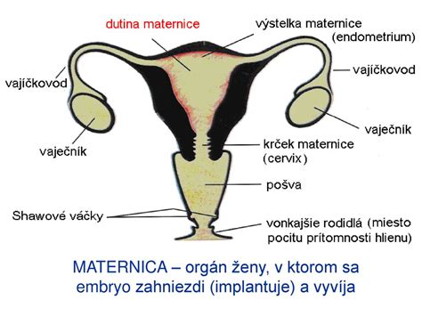 Infografika zobrazujúca ženský reprodukčný systém s označením vaječníkov, vajíčkovodov a maternice