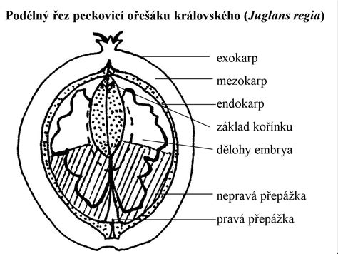 Anatomická štruktúra placenty