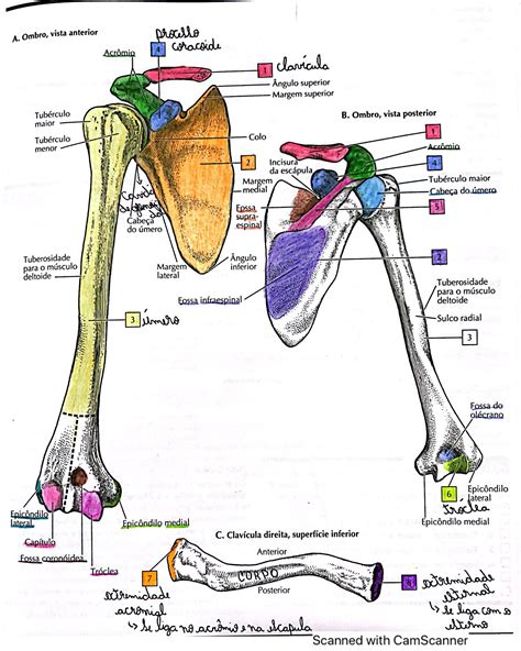 anatomia podpazusia
