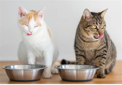 Dve mačky si navzájom opatrne pozerajú