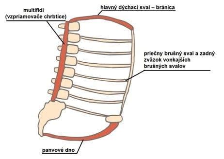 Diagram brušných svalov pred a po pôrode