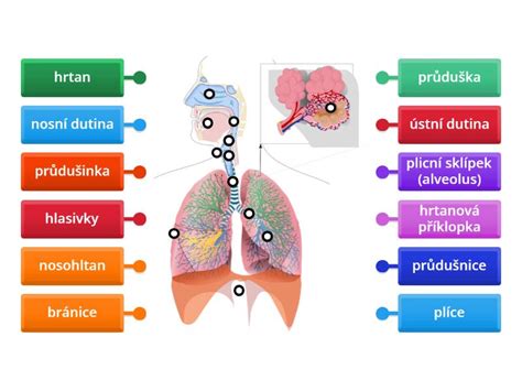 Diagram znázorňujúci ochranný dýchací reflex novorodenca