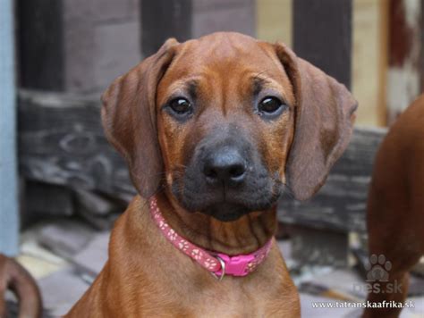 Rodézsky ridgeback s typickým 