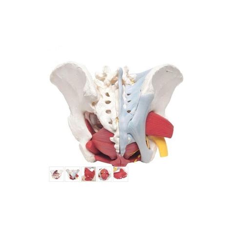 anatomické znázornenie panvy ženy