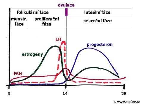 graf znázorňujúci vplyv stresových hormónov na pôrodné kontrakcie