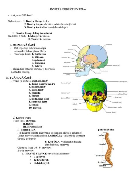 Schematické znázornenie proporcií ľudského tela