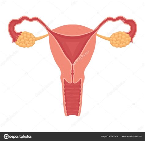 Ilustrácia ženského imunitného systému v tehotenstve