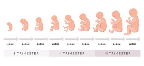 Schéma vývoja plodu v prvom trimestri