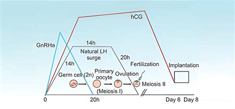 Porovnanie štruktúry LH a hCG hormónov