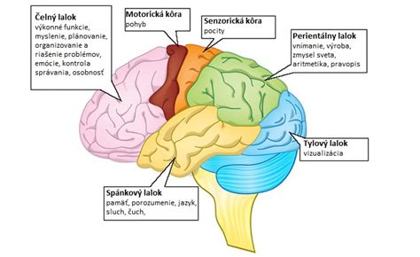 Ilustrácia mozgu s označenými oblasťami neurónov
