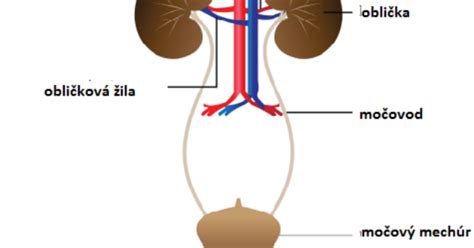 Ilustrácia močového systému človeka